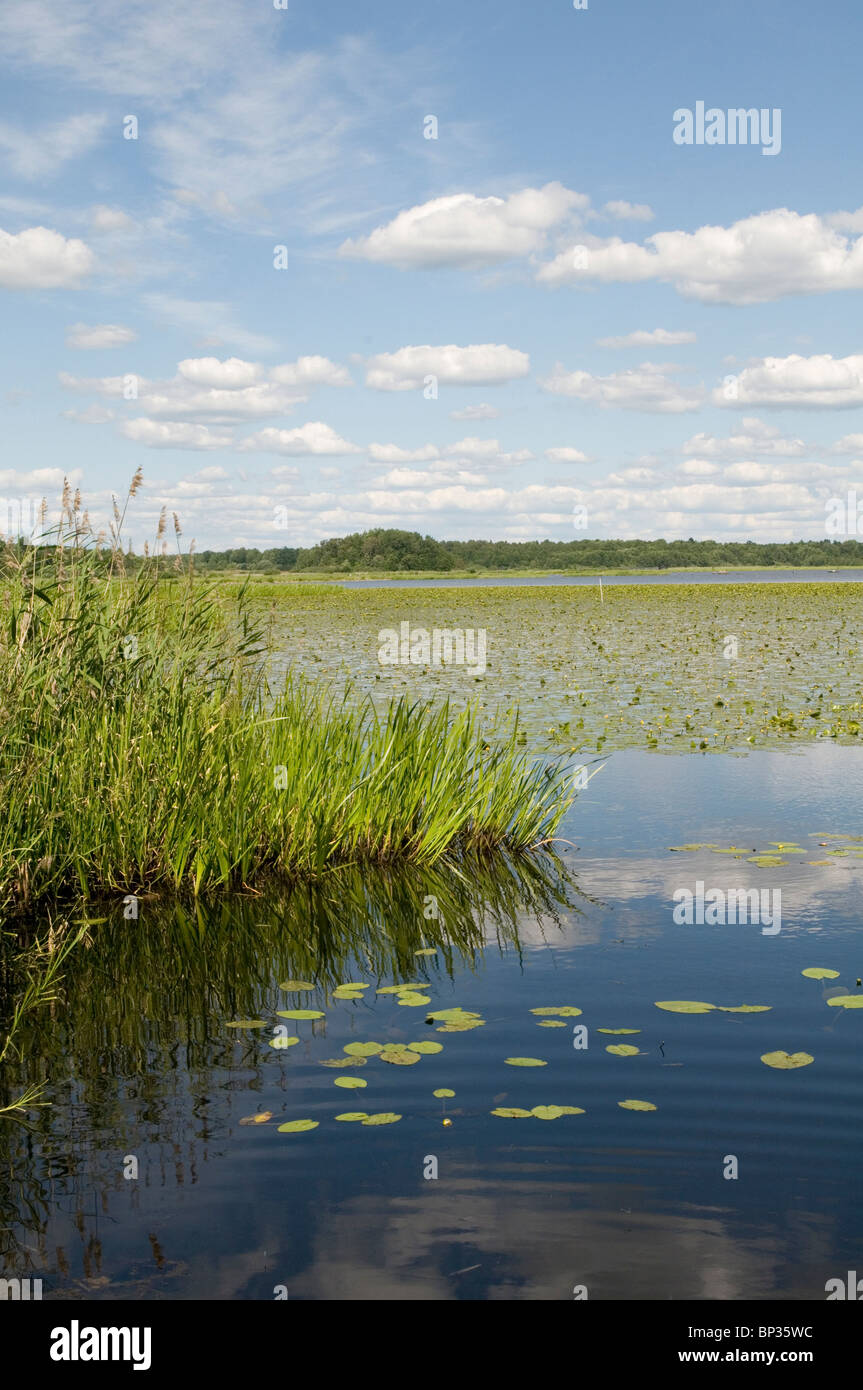 Il lago laghi svezia svedese acqua fresca ambiente pulito condizioni ambientali Hjälmaren quarto più grande in Foto Stock