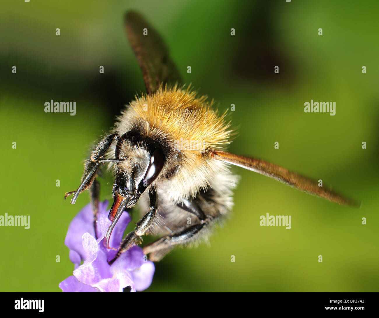 Bee sbarco sulla lavanda di alimentazione Foto Stock
