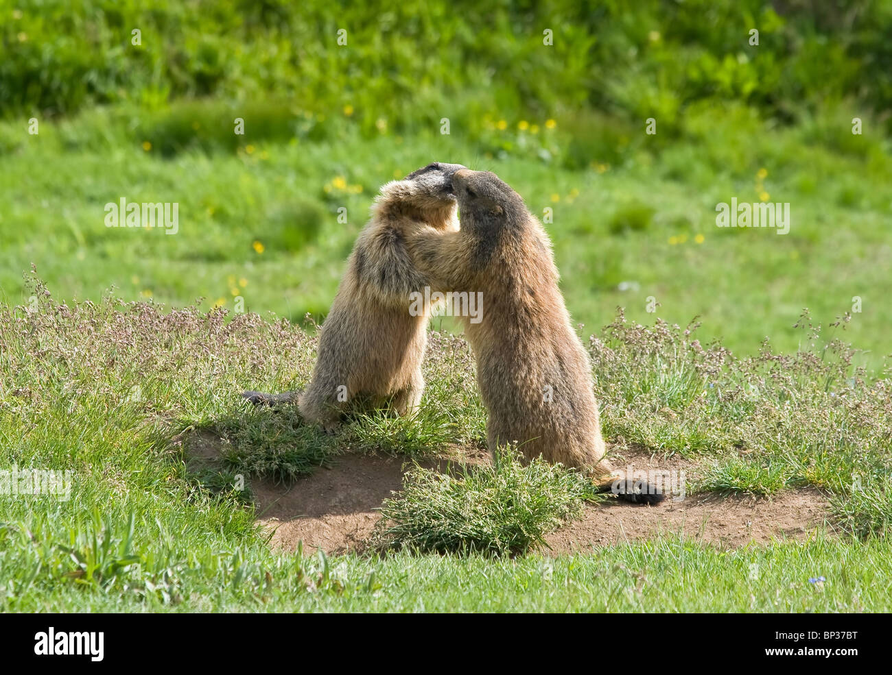 Due marmotte lotta e kiss in un prato verde nelle Dolomiti italiane Foto Stock