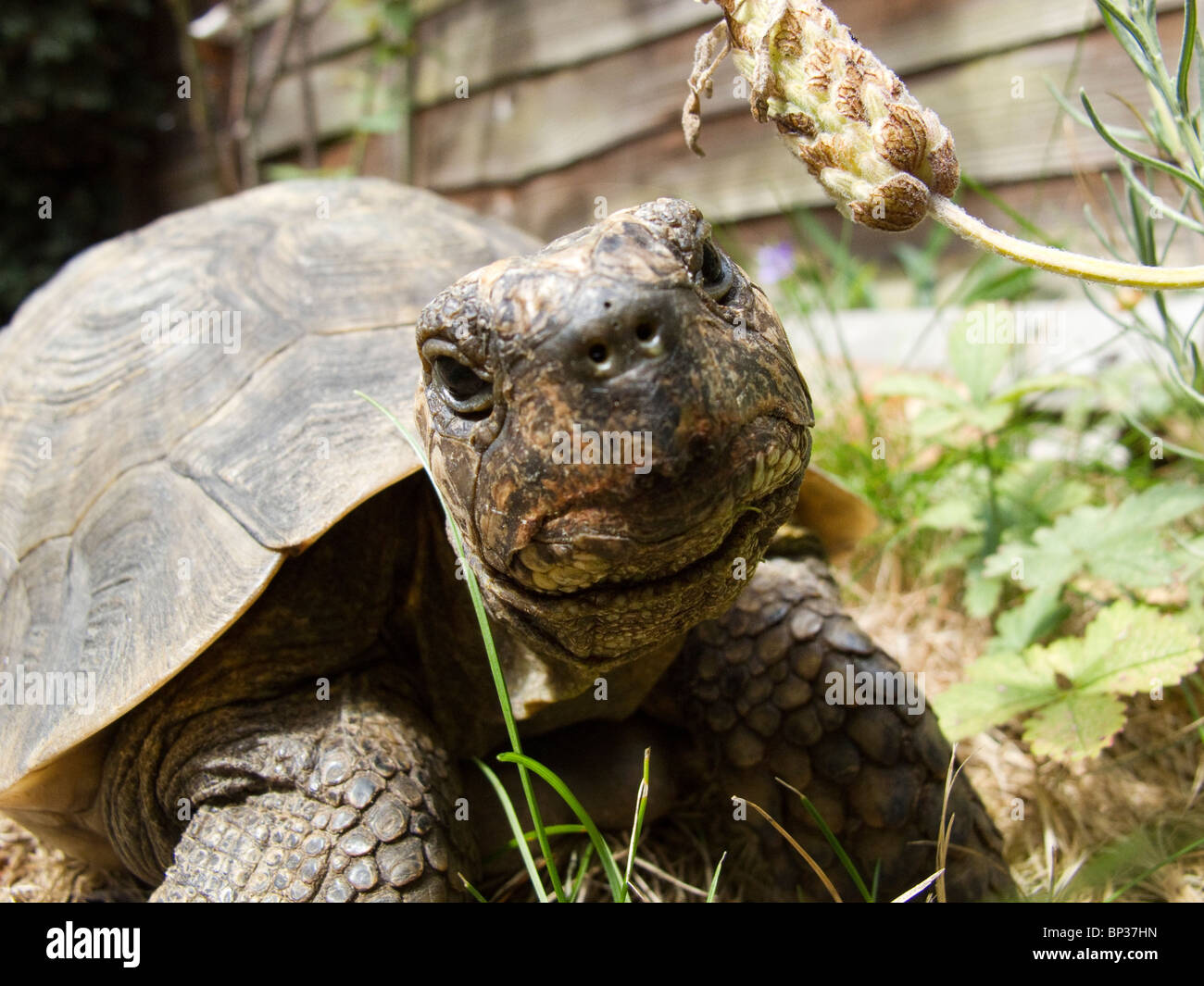 Un pet denominato tartaruga Pele dopo la coppa del mondo di calcio stella nel 1970 la concorrenza in un giardino sul retro in Essex REGNO UNITO Foto Stock