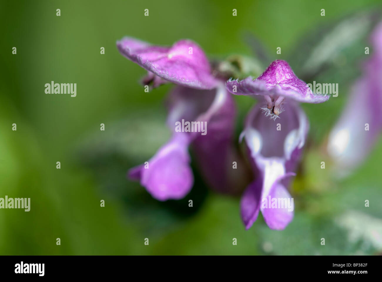 Tufted veccia (Vicia cracca) Foto Stock