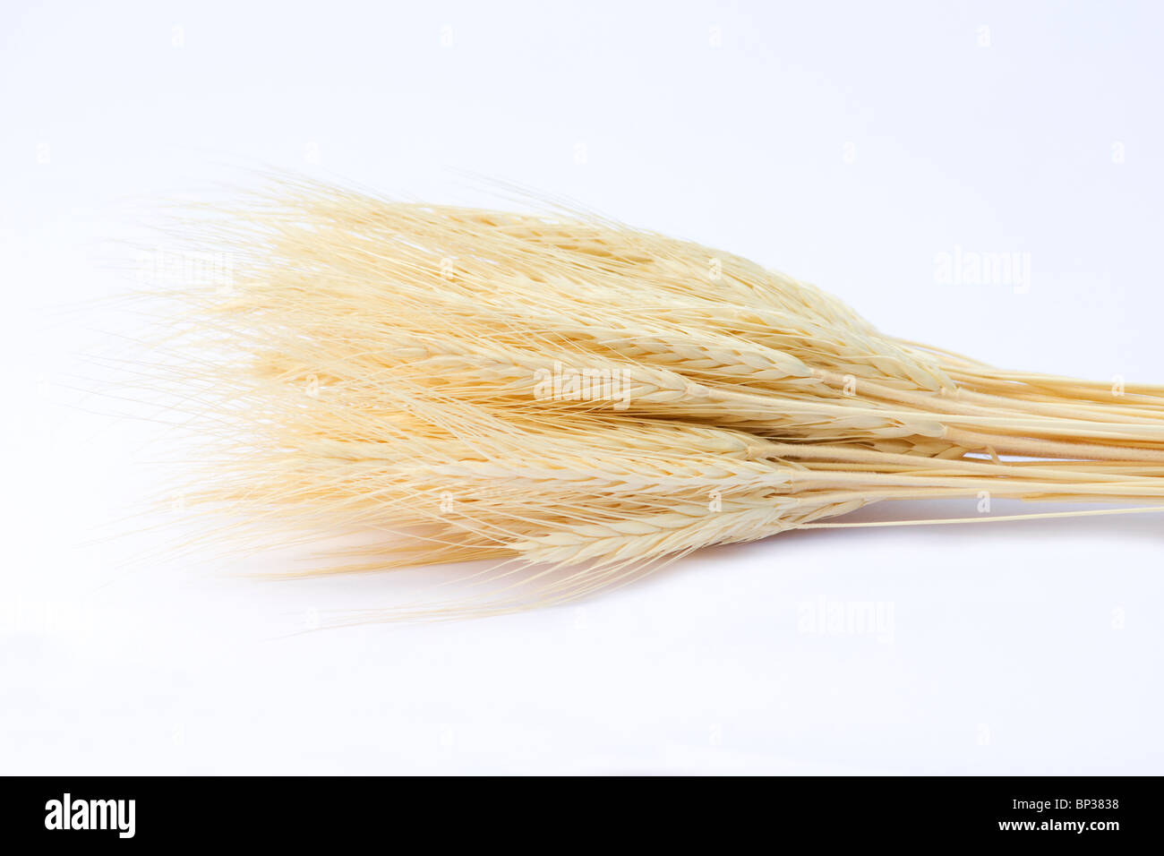 Close-up di steli di grano su sfondo bianco Foto Stock