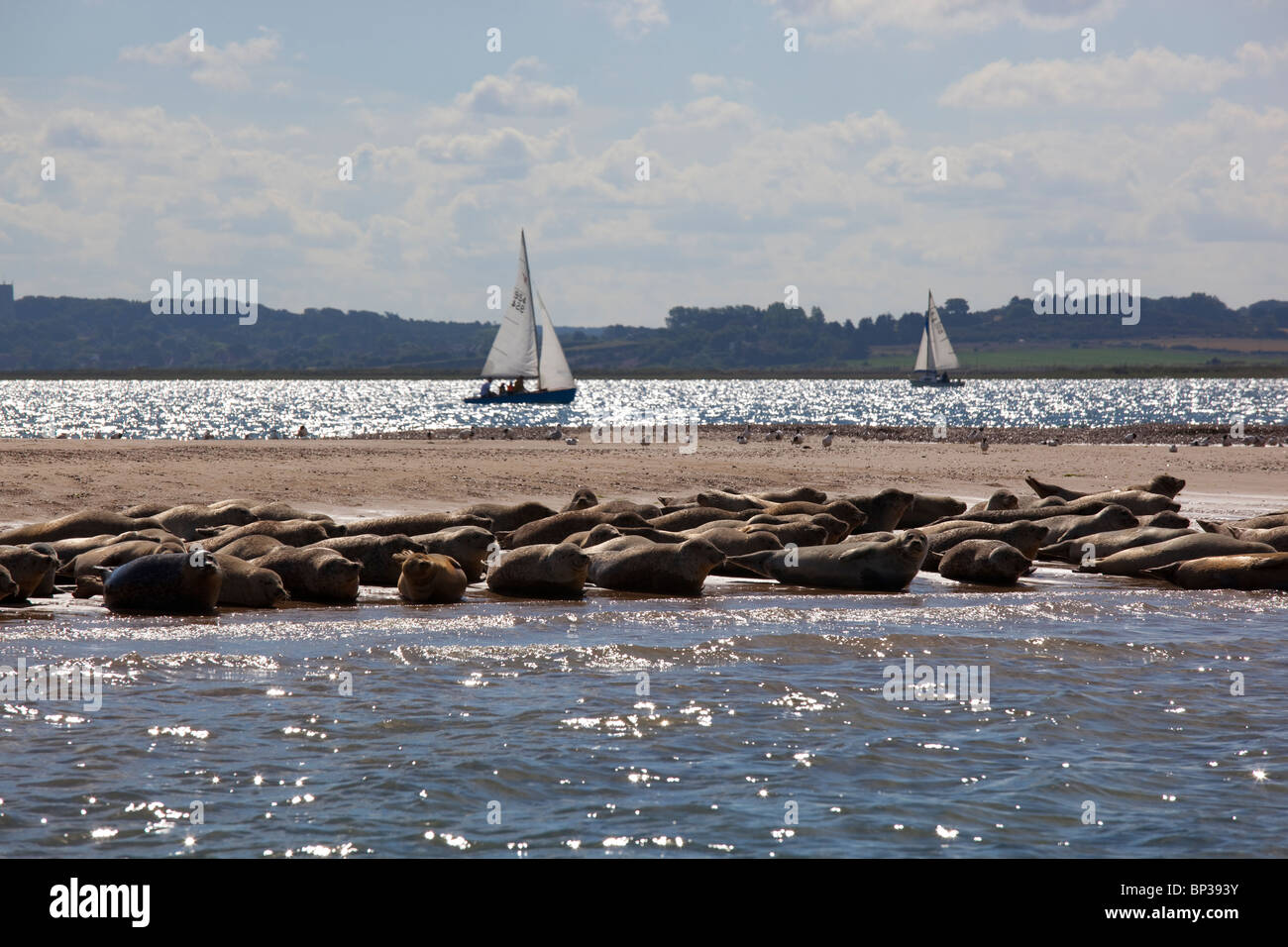 Colonia di foche al punto Blakeney, Norfolk, Inghilterra Foto Stock