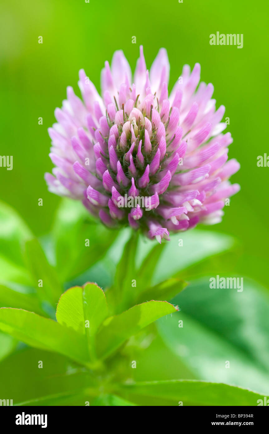 Extreme close up di trifoglio rosso Trifolium pratense, con limitata profondità di campo Foto Stock