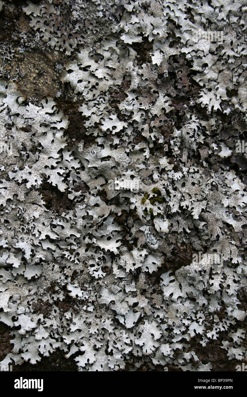 Foliose Lichen Clairmont saxatilis presi in Cumbria, Regno Unito Foto Stock