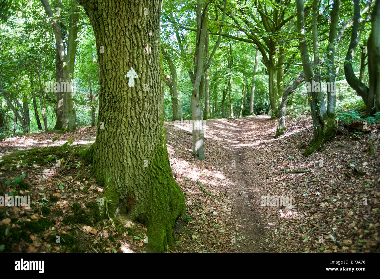 Freccia che indica il percorso nel bosco in Oxfordshire Inghilterra Foto Stock