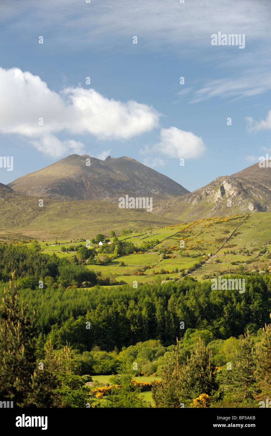 La Mourne Mountains, County Down, Irlanda del Nord. A sud di La Valle Trassey, Spellack e lepri di Gap Slieve Bearnagh Foto Stock