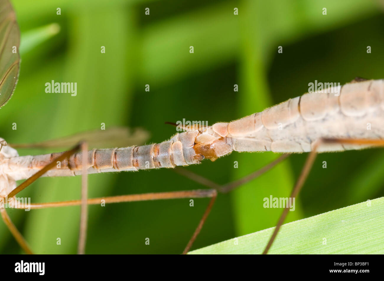 Dettaglio dell'accoppiamento riproduttiva di craneflies. Femmina sulla destra mostra ovipositor. Foto Stock