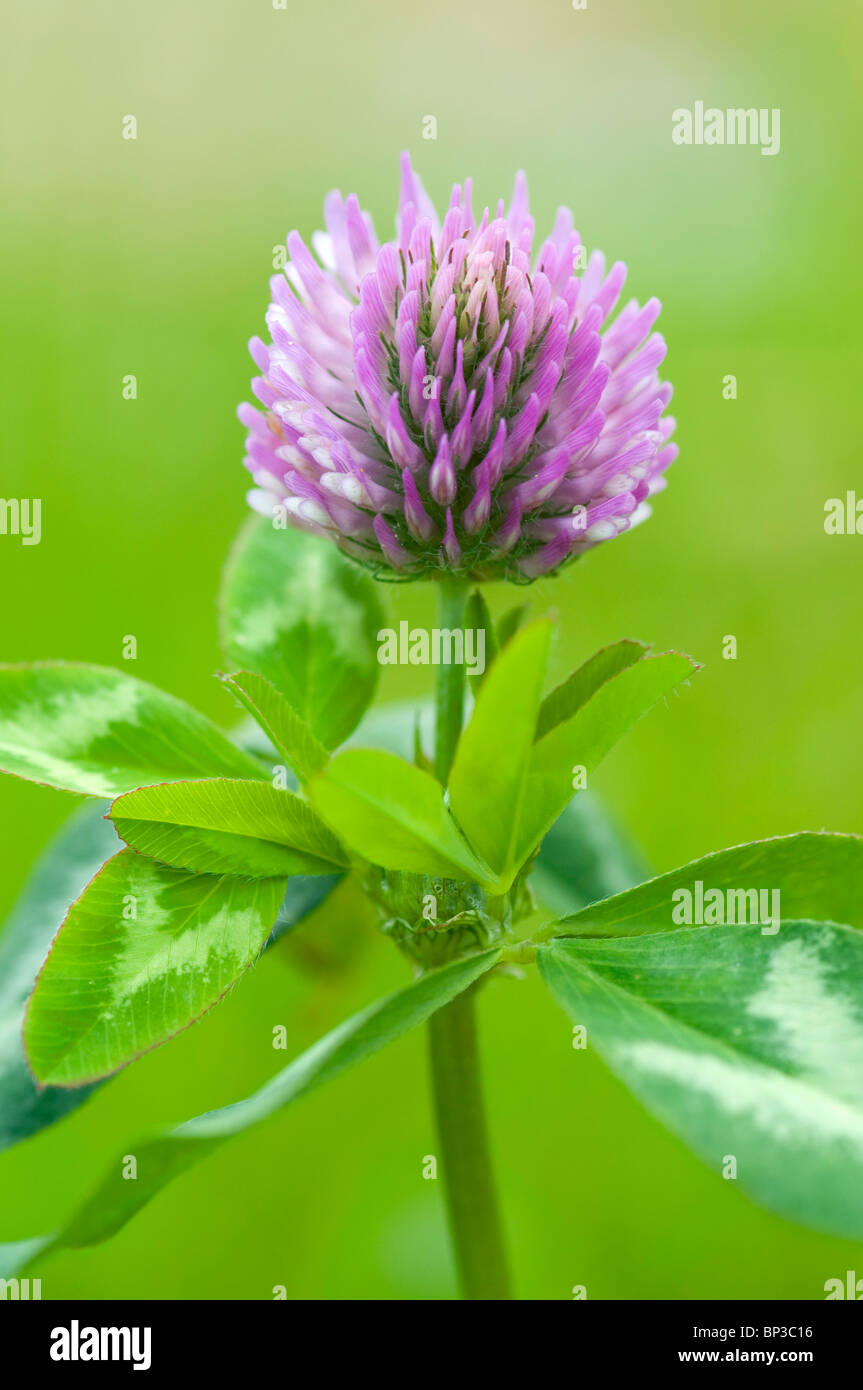 Extreme close up di trifoglio rosso Trifolium pratense, con limitata profondità di campo Foto Stock