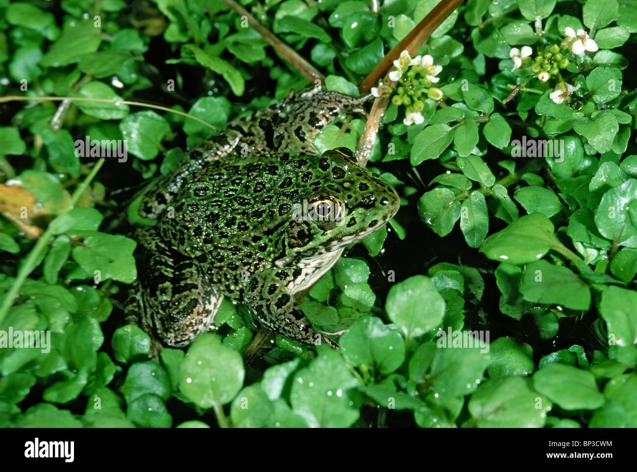 Chiricahua Leopard Frog - specie in via di estinzione Foto Stock