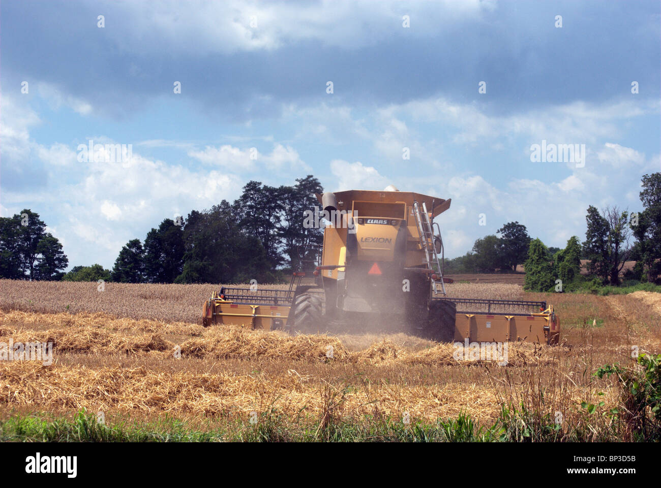 Agricoltore mows macchine fieno in campo con la trebbiatrice mietitrebbia semovente. Foto Stock