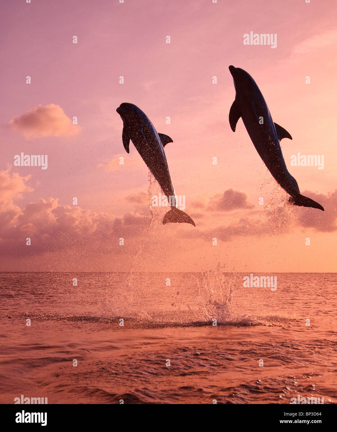 Roatan, isole di Bay, Honduras; due delfini a naso di bottiglia saltare fuori dell'acqua a Anthony's Key Resort al tramonto Foto Stock