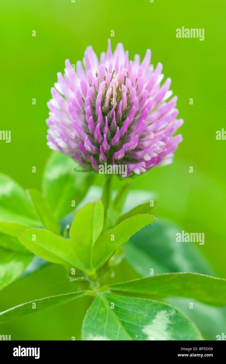 Extreme close up di trifoglio rosso Trifolium pratense, con limitata profondità di campo Foto Stock