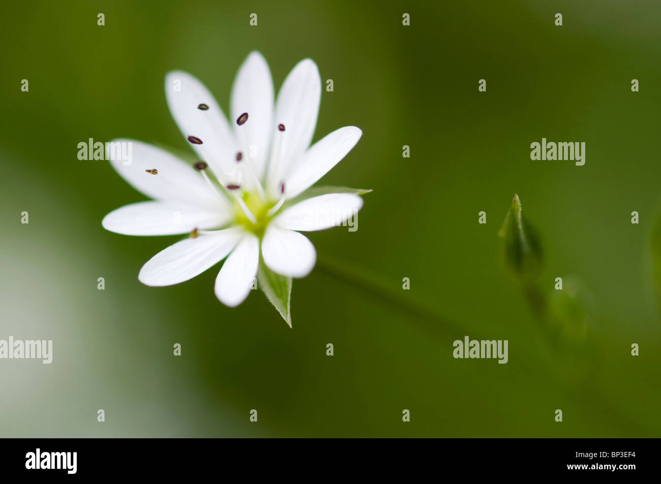 Norvegese fiore Starwort Stellaria graminea (Lesser stitchwort) in extreme close up, una profondità di campo limitata Foto Stock