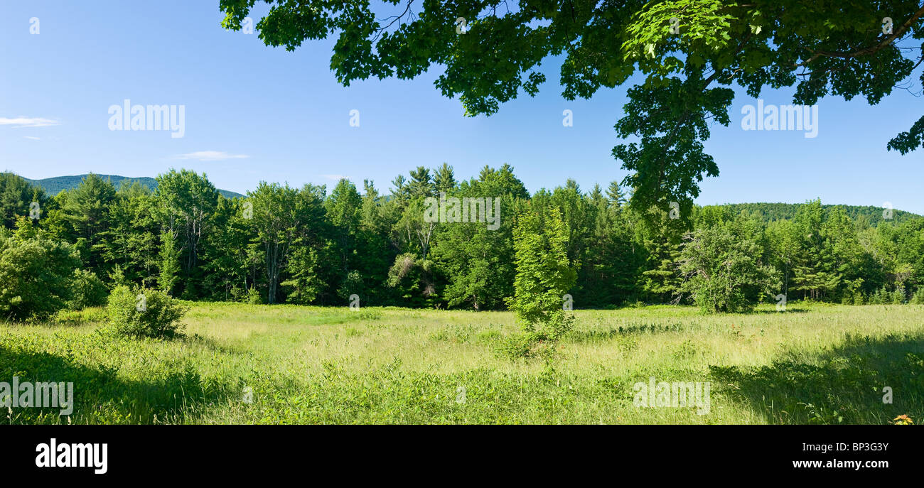 Campo verde in estate con prato verde, New Hampshire. Foto Stock