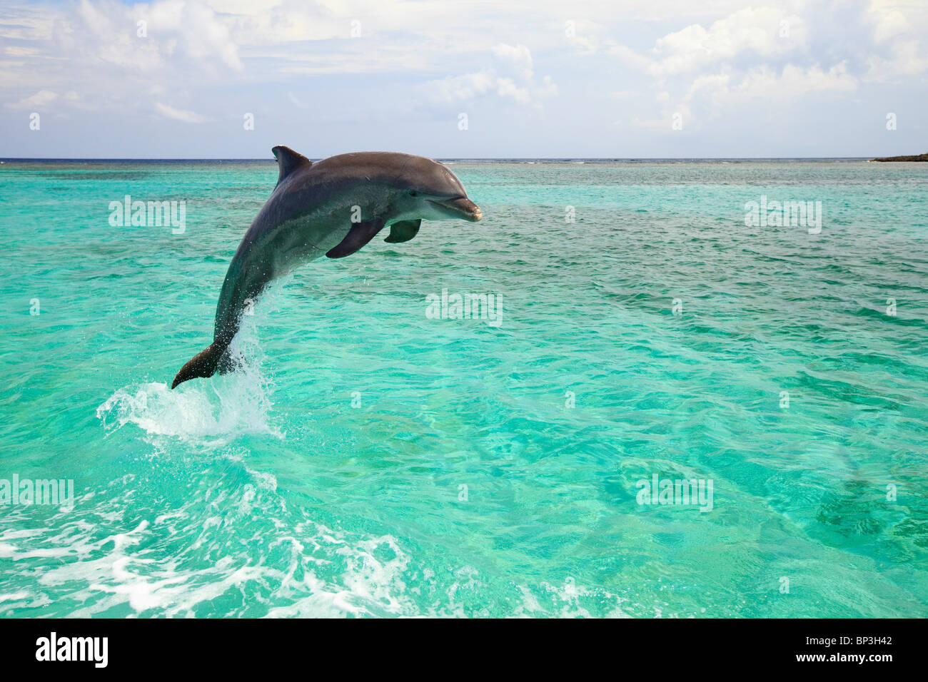 Roatan, isole di Bay, Honduras; un tursiope (Tursiops truncatus) salta fuori dell'acqua a Anthony's Key Resort Foto Stock