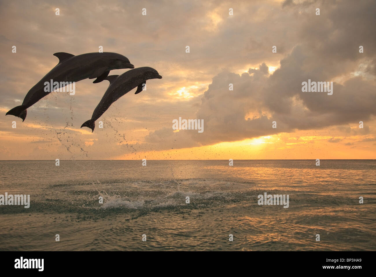 Roatan, isole di Bay, Honduras; due delfini a naso di bottiglia saltare fuori dell'acqua a Anthony's Key Resort al tramonto Foto Stock