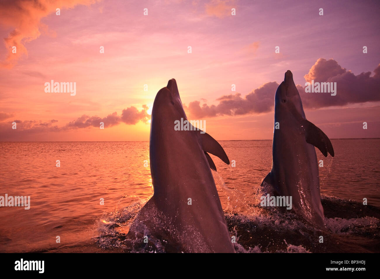 Roatan, isole di Bay, Honduras; due delfini a naso di bottiglia saltare fuori dell'acqua a Anthony's Key Resort al tramonto Foto Stock