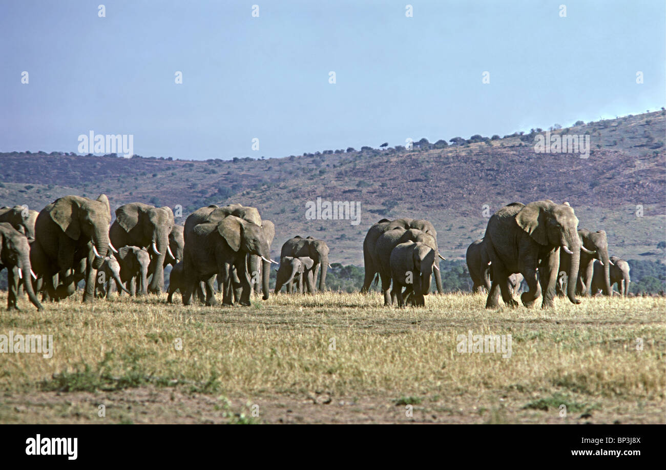 Una mandria di elefanti elefanti con le femmine e i vitelli nella Riserva Nazionale di Masai Mara Kenya Africa orientale Foto Stock