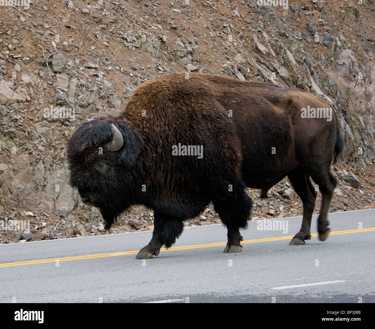 Bison a camminare in mezzo alla strada e nel Parco Nazionale di Yellowstone Foto Stock