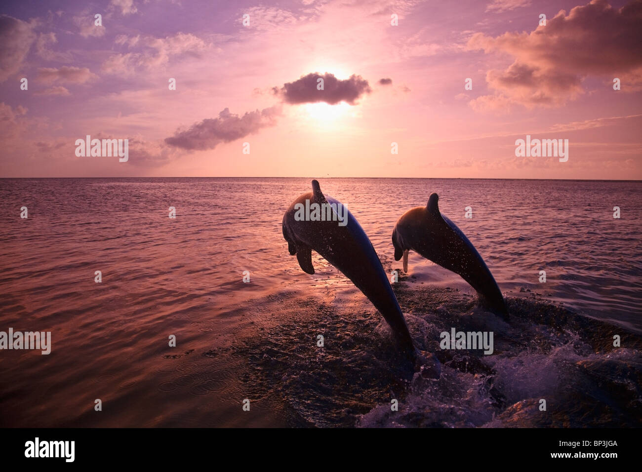 Roatan, isole di Bay, Honduras; due delfini a naso di bottiglia saltare fuori dell'acqua a Anthony's Key Resort al tramonto Foto Stock