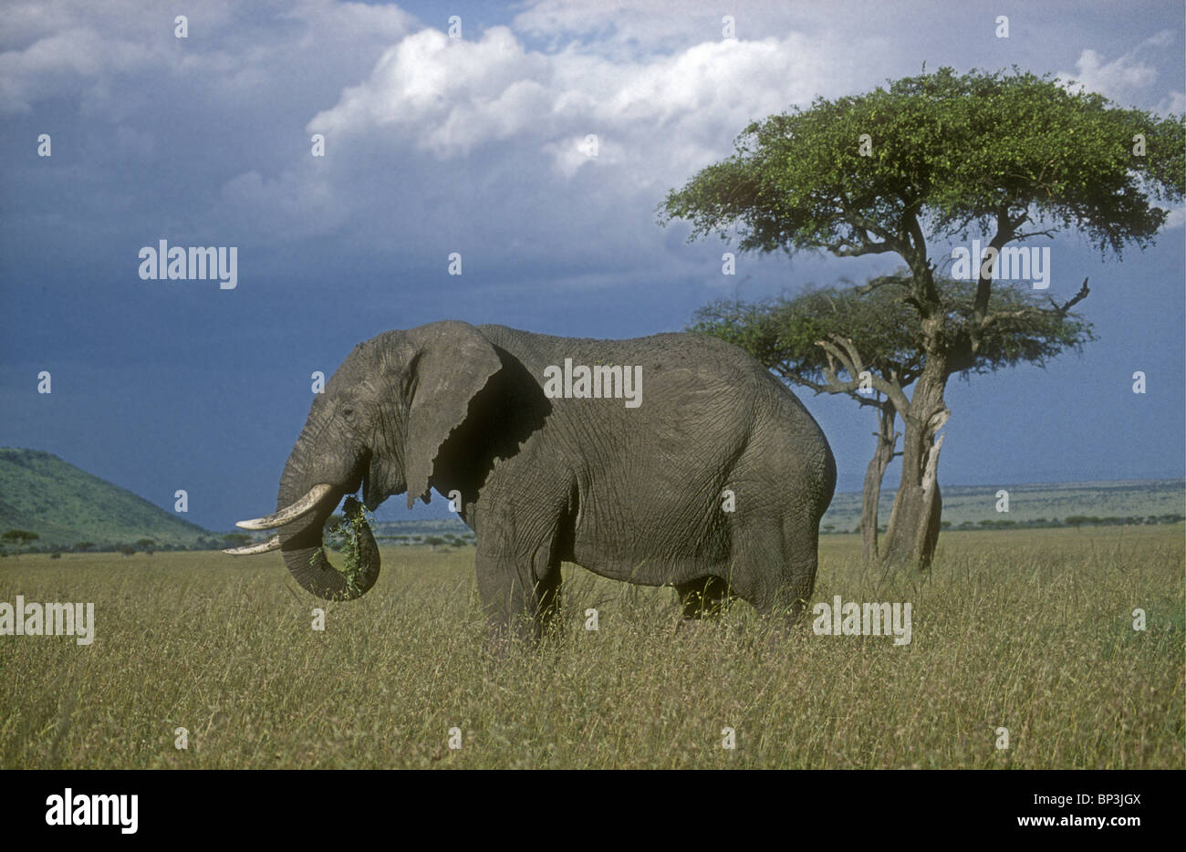 Maschio solitario bull elephant alimentazione al pascolo nella prateria savannah vicino balanites tree Riserva Nazionale di Masai Mara Kenya Africa Foto Stock