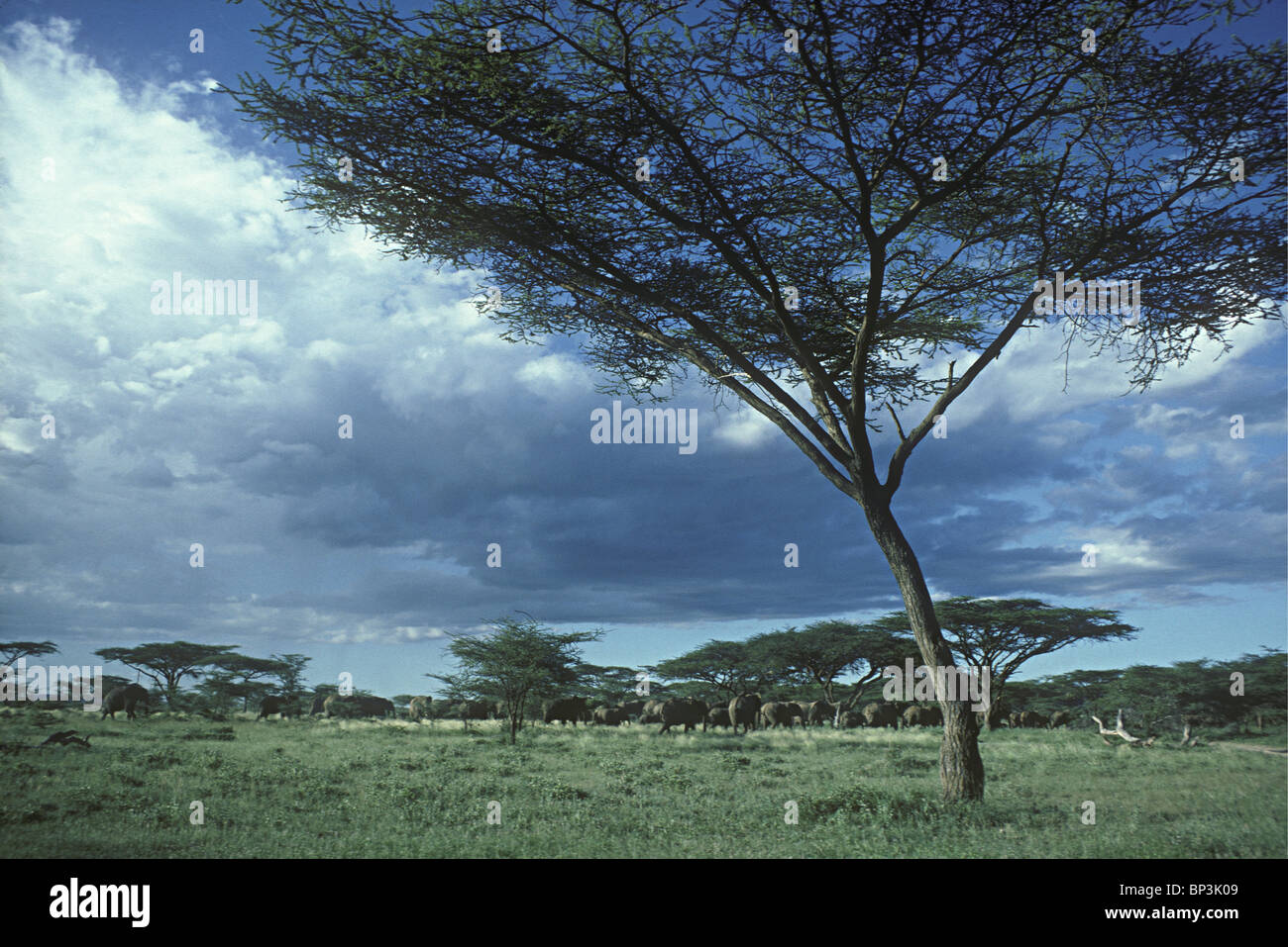 Gli alberi di acacia con branco di elefanti in movimento verso il fiume nel Samburu National Reserve Kenya Africa orientale Foto Stock