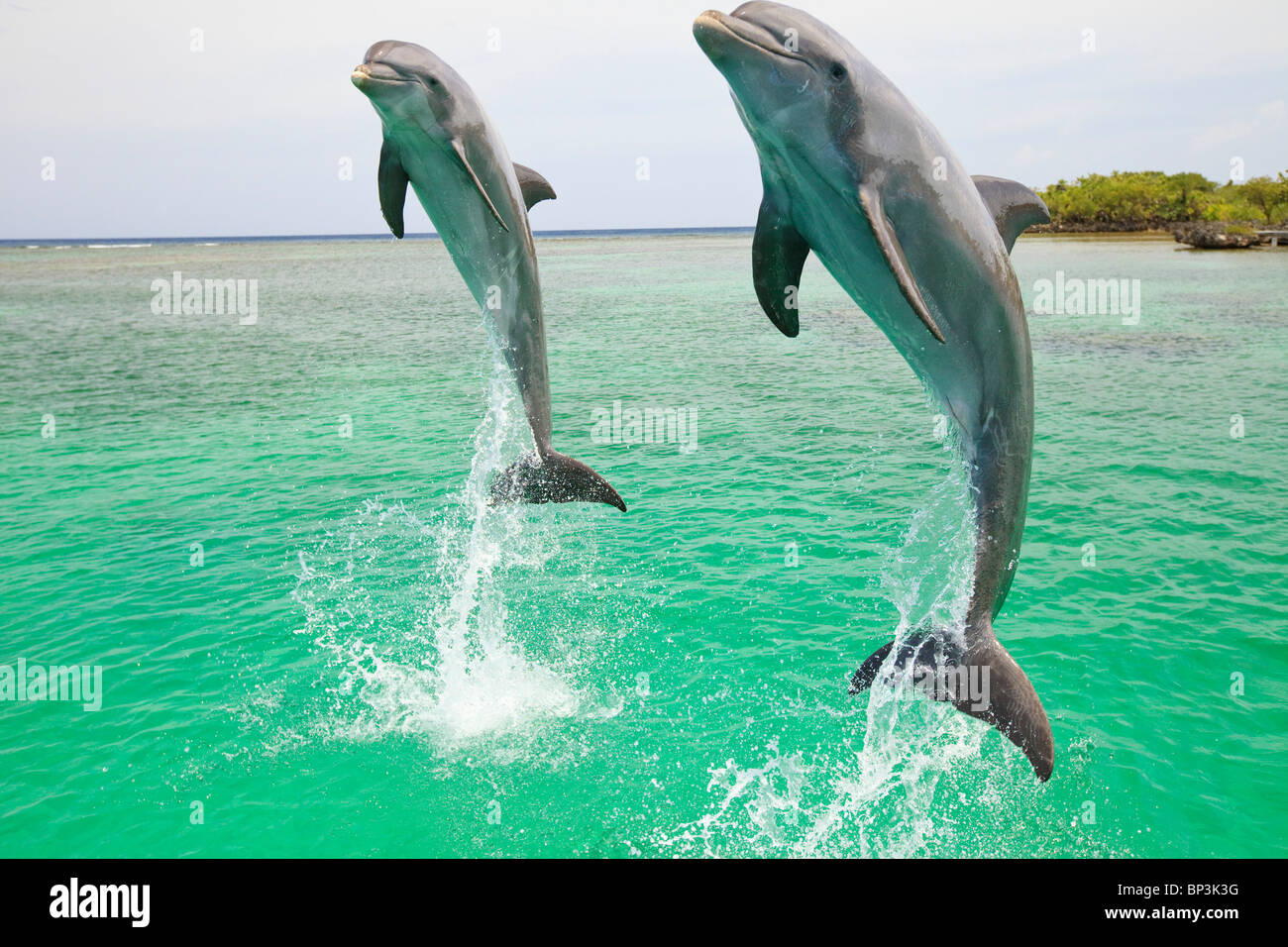Roatan, isole di Bay, Honduras; due delfini a naso di bottiglia (Tursiops truncatus) salta fuori dell'acqua a Anthony's Key Resort Foto Stock