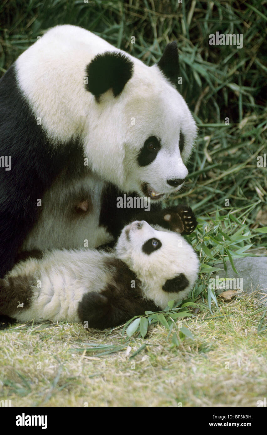 Panda gigante madre con 5-mese-vecchio baby, Wolong, Cina Foto Stock