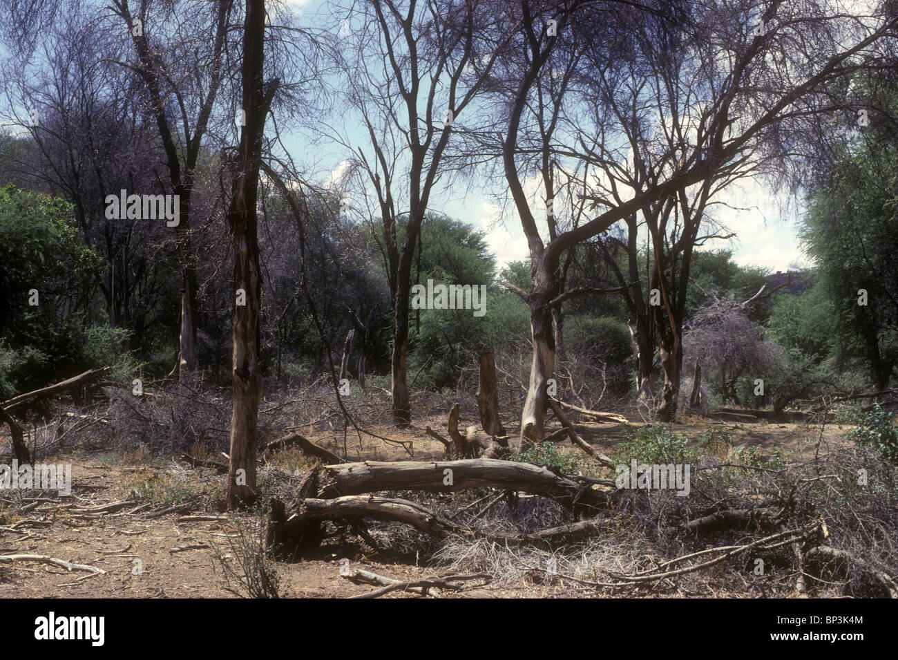 Morti e morenti alberi di acacia spogliato delle loro corteccia e abbattuto da elefanti nel Samburu National Reserve Kenya Africa orientale Foto Stock