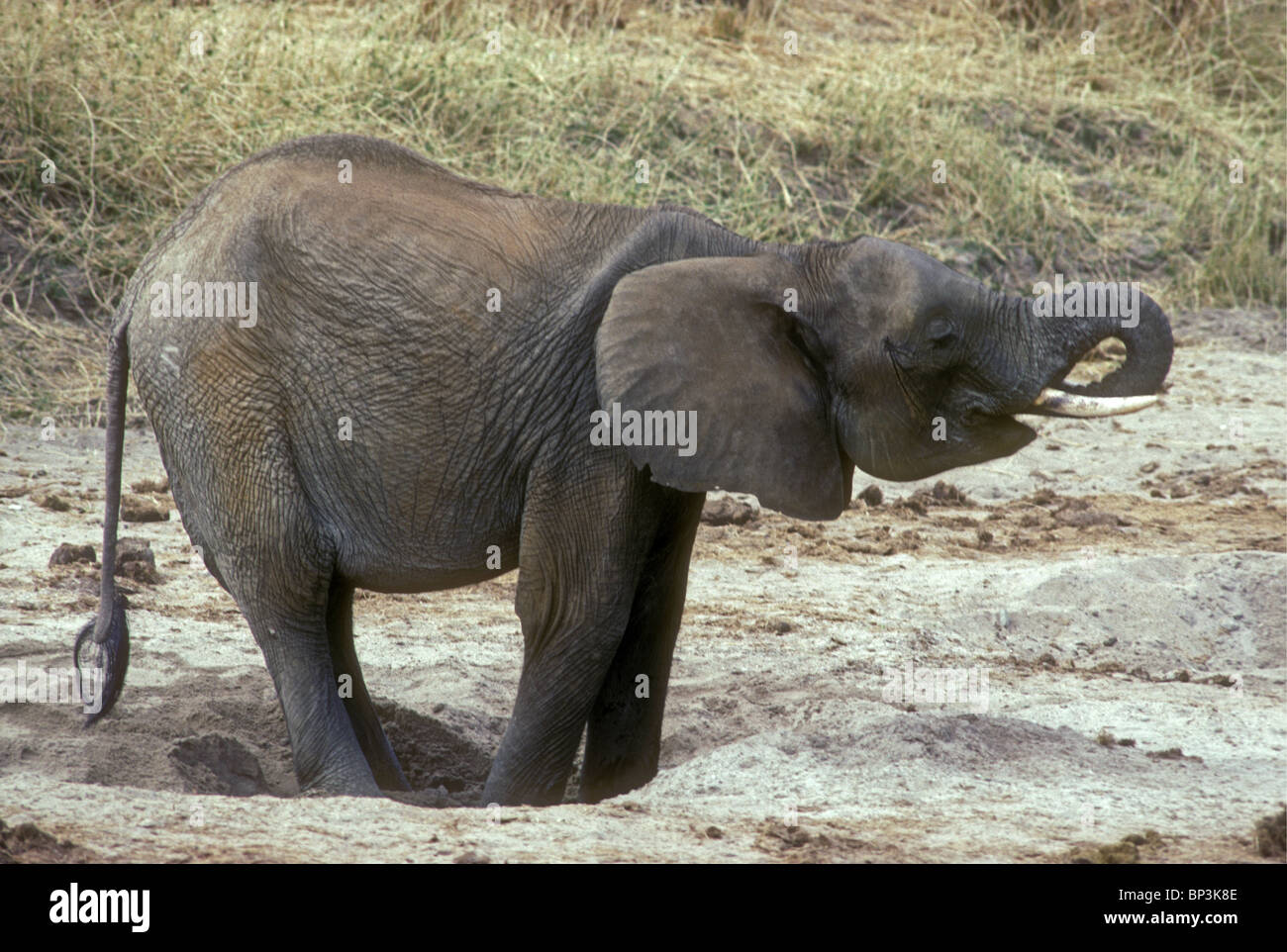 Elephant di bere da un foro che ha scavato nel letto asciutto del fiume Tarangire Parco Nazionale di Tarangire e Tanzania Foto Stock