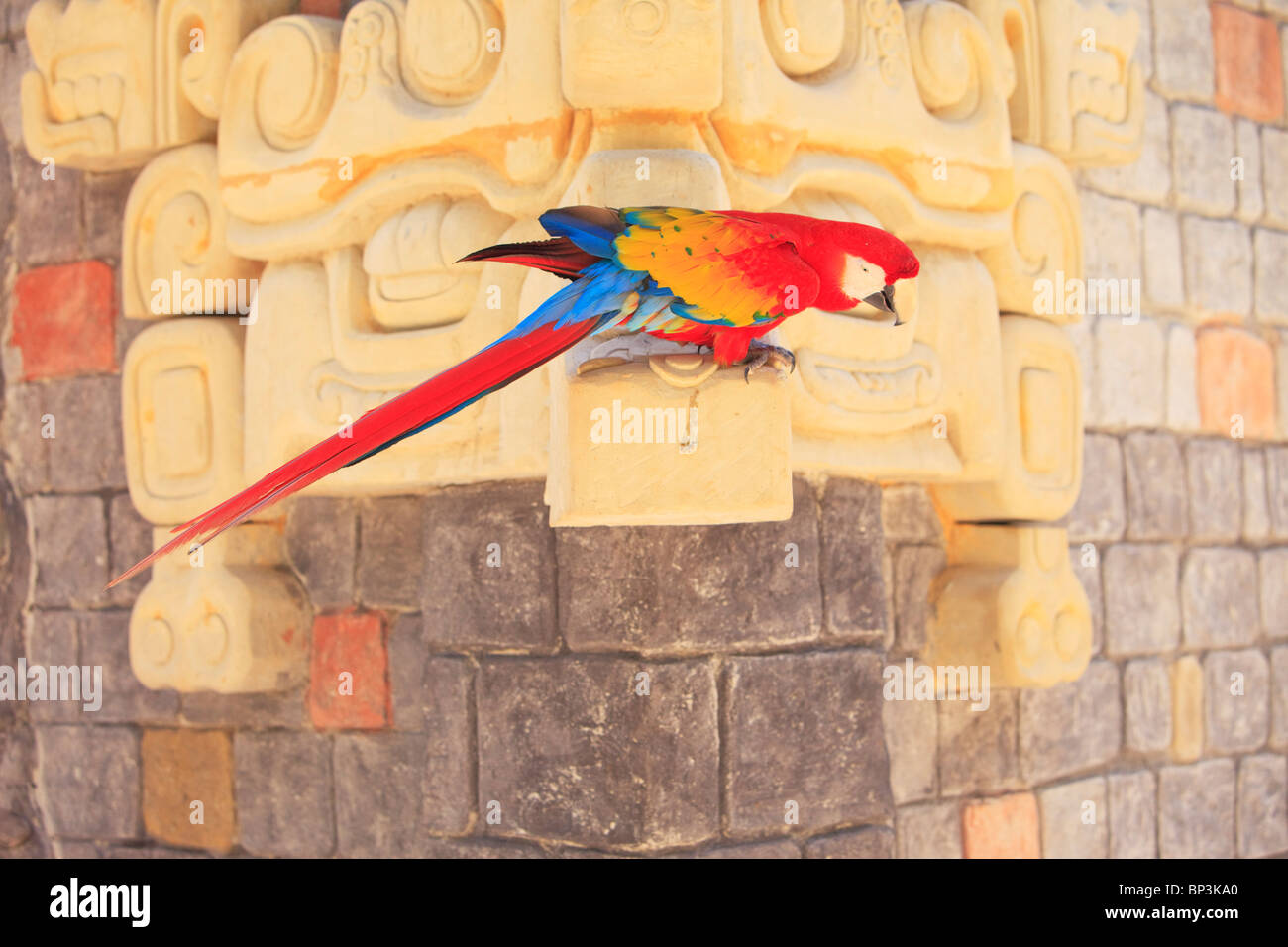 Roatan, isole di Bay, Honduras; Scarlet Macaw nel centro di riabilitazione & Forest Preserve sulla chiave di Mango attraverso dal foro Coxen Foto Stock