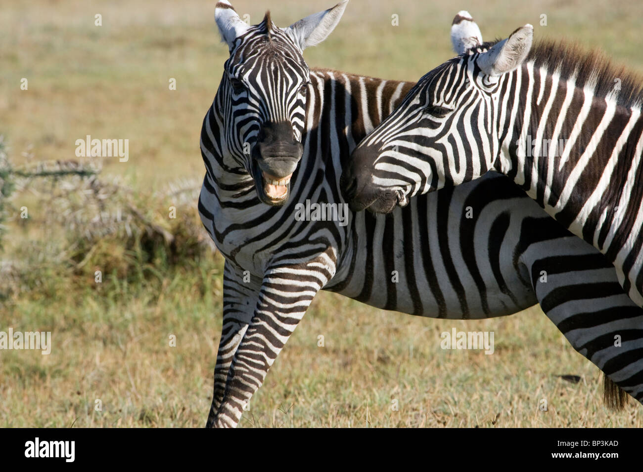 Zebre (Equus quagga) giocando, parco nazionale orientale di Tsavo, Kenya Foto Stock