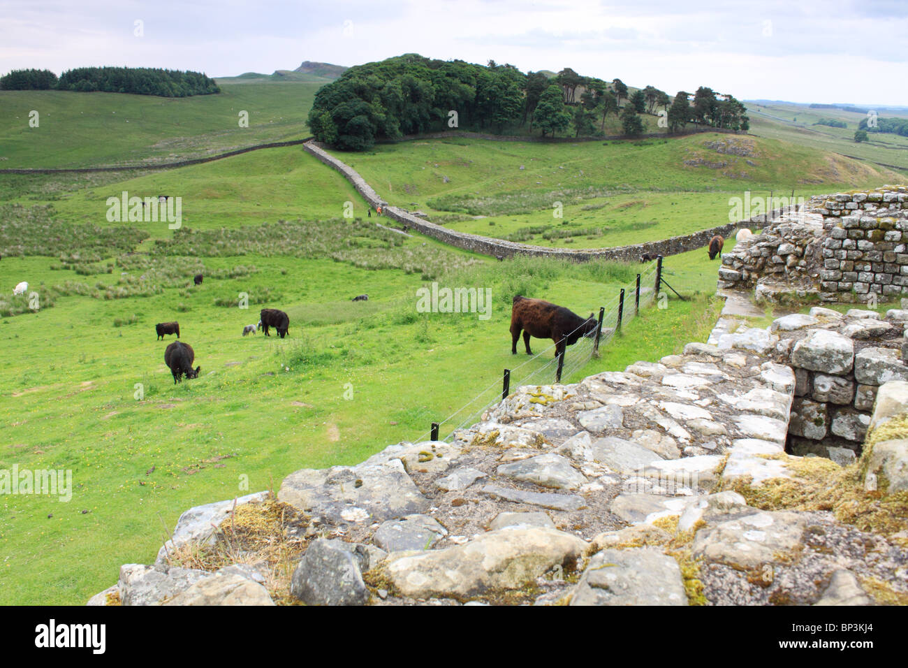 Housesteads Roman Fort e del vallo di Adriano, Northumberland, Inghilterra Foto Stock