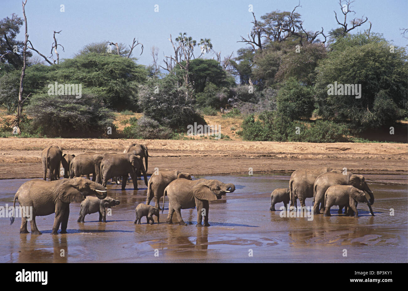 Gli elefanti elefante mandria trampolieri e bere nella Uaso Nyiro Samburu Riserva nazionale del Kenya Africa orientale Foto Stock