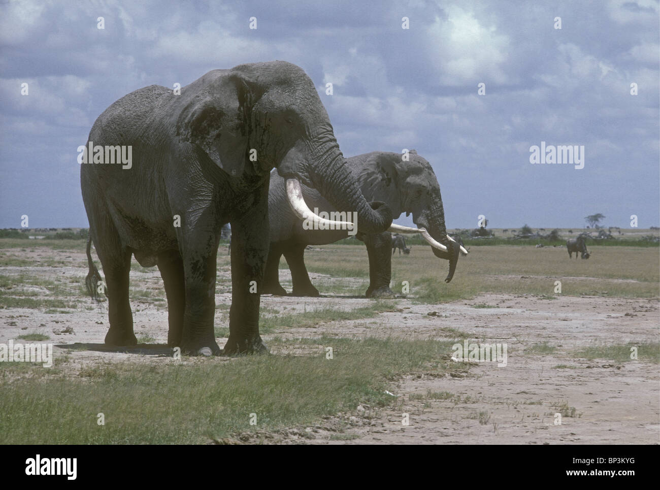 Due coppia old bull elefanti maschi in appoggio con loro le linee sulla loro zanne di Amboseli National Park in Kenya Africa orientale Foto Stock