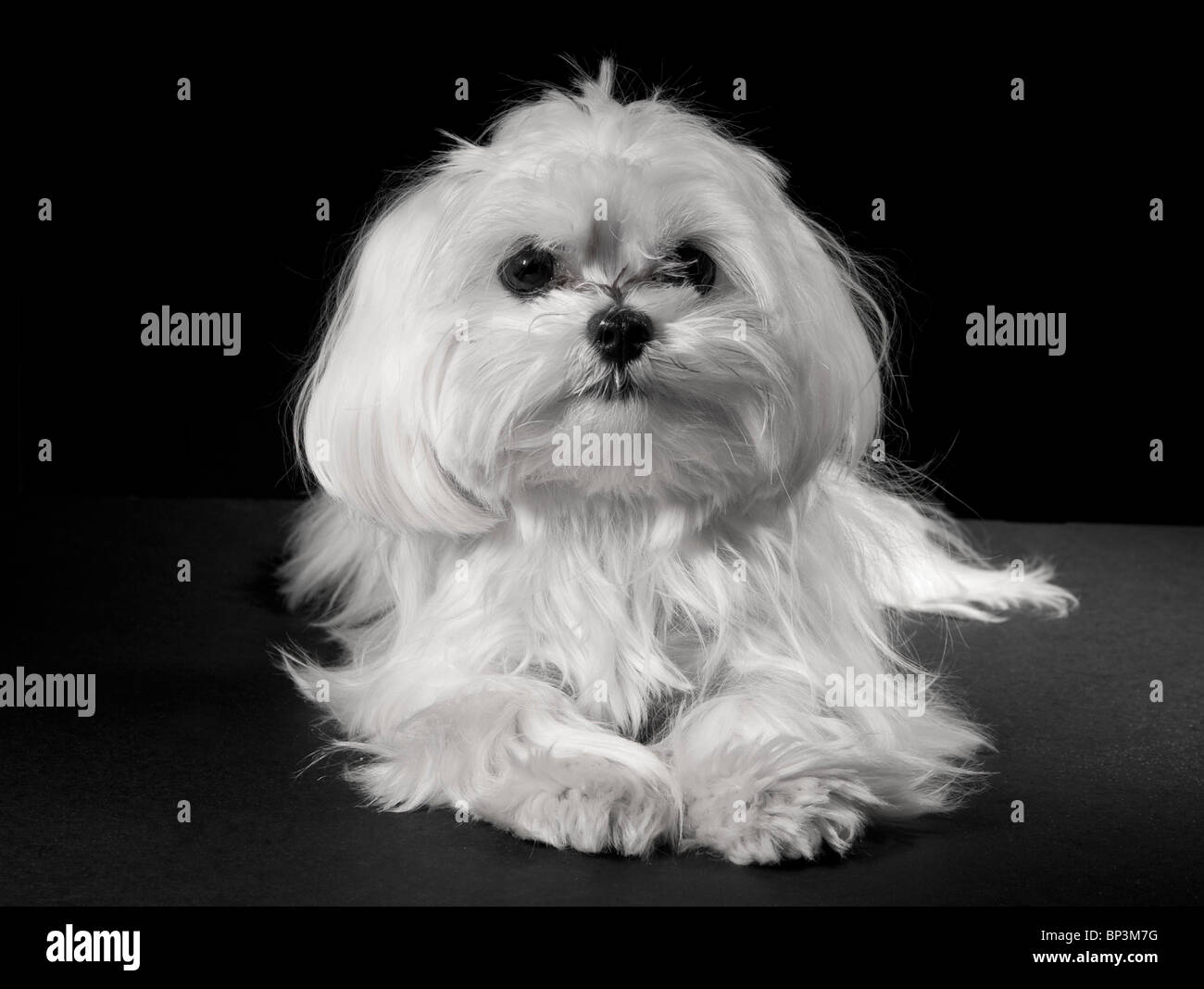 Pura razza Maltese cane bianco su sfondo nero Foto Stock