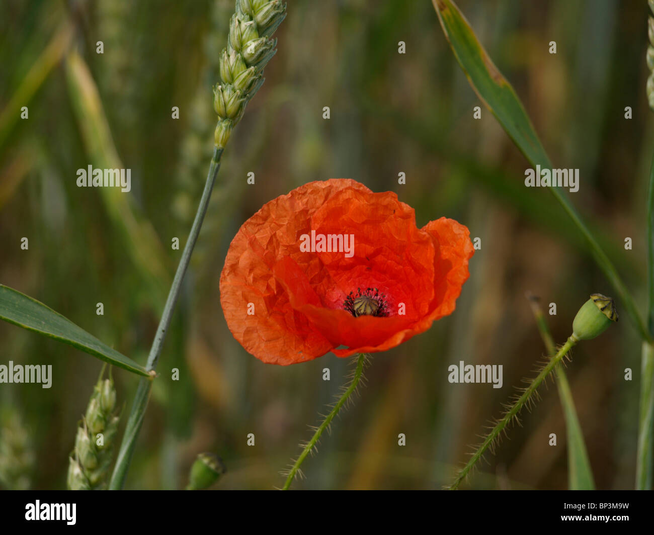 Close up di un selvaggio del papavero rosso cresce accanto a una spiga di grano in un campo di agricoltori Foto Stock