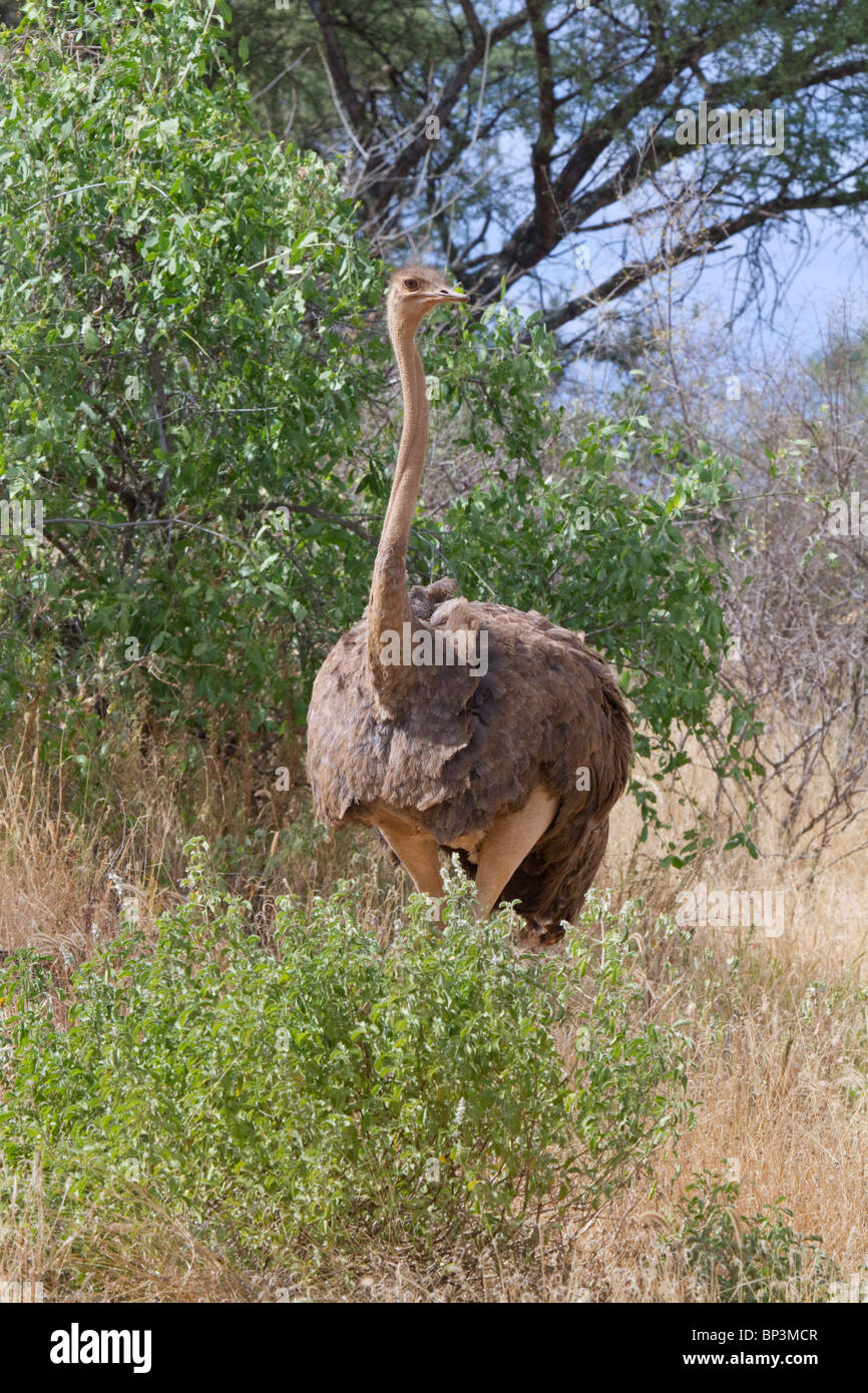 Struzzo africano femminile (Struthio camelus), Parco Nazionale Tsavo Est, Kenya Foto Stock