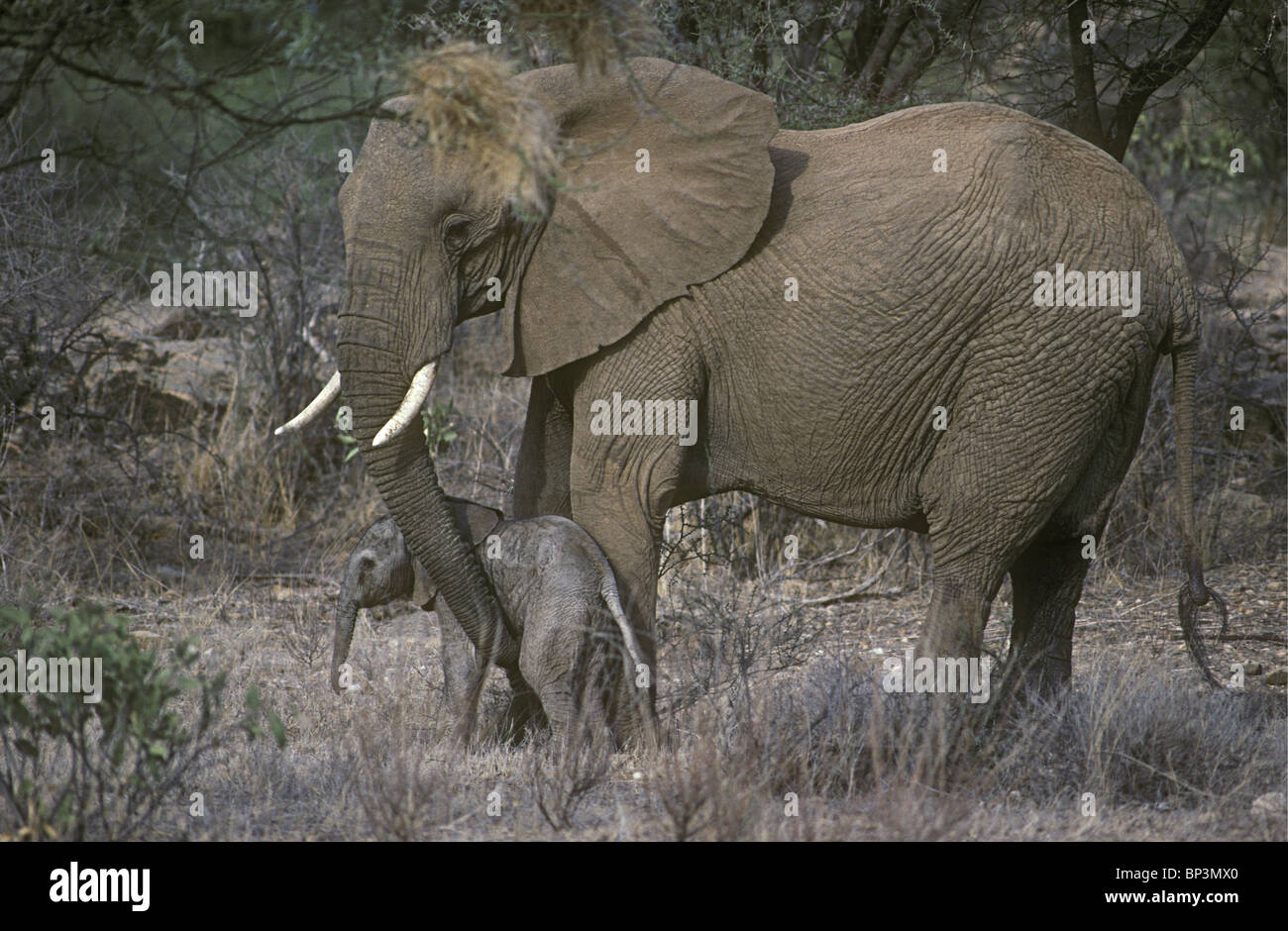 Madre elephant rassicurante new born baby elephant vitello solo poche ore toccando con tronco Samburu Riserva nazionale del Kenya Foto Stock
