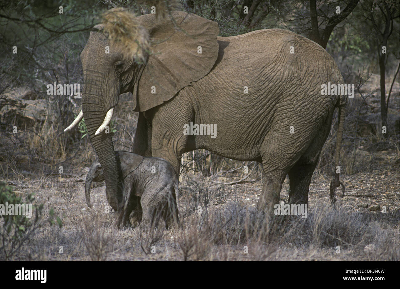 Madre elephant rassicurante new born baby elephant vitello solo poche ore toccando con tronco Samburu Riserva nazionale del Kenya Foto Stock