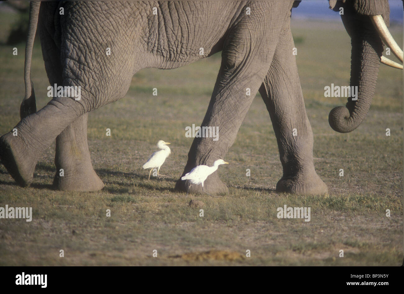 Guardabuoi ricerca di insetti vicino ai piedi di elefante a piedi in Amboseli National Park in Kenya Africa orientale Foto Stock