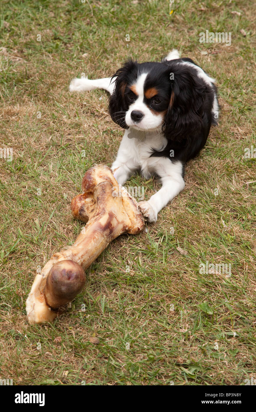 Cavalier King Charles Spaniel cane con un osso di grandi dimensioni, Hampshire, Inghilterra. Foto Stock