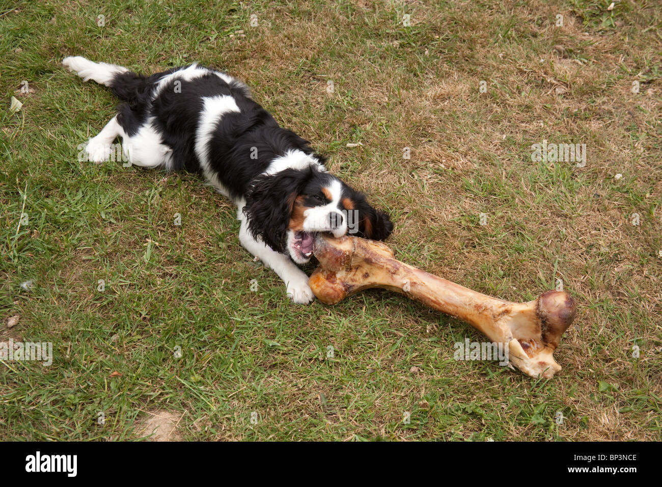 Cavalier King Charles Spaniel cane con un osso di grandi dimensioni, Hampshire, Inghilterra. Foto Stock