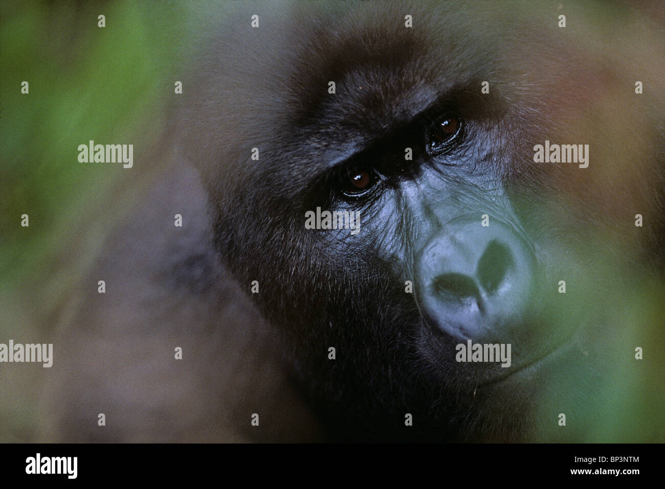 In Uganda, Parco nazionale impenetrabile di Bwindi, maschio adulto (Silverback) Gorilla di Montagna (Gorilla gorilla beringei) nella foresta pluviale Foto Stock