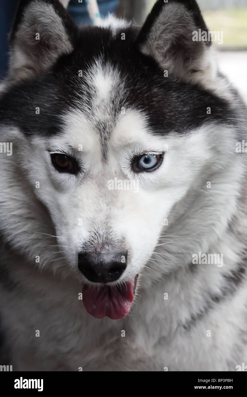 Siberian Husky cane Foto Stock