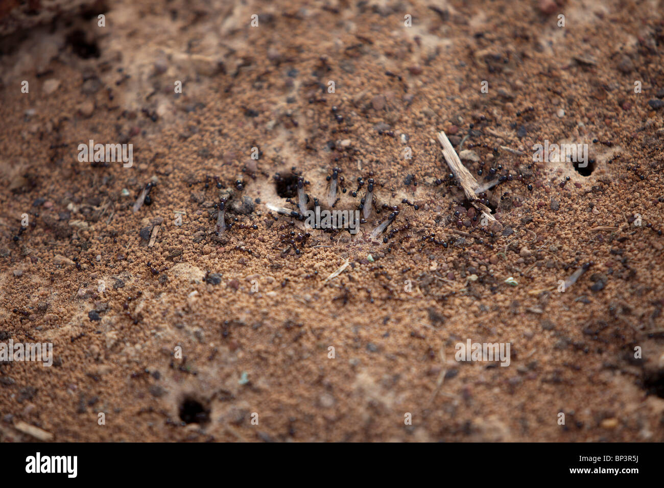 DAN KATSANI Village, vicino KONNI, NIGER, 26 luglio 2010: le formiche sul movimento. Foto di Mike Goldwater / Christian Aid Foto Stock