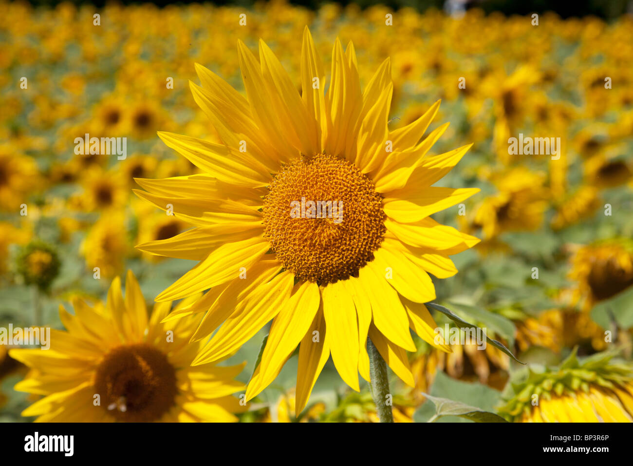 GIRASOLI Foto Stock