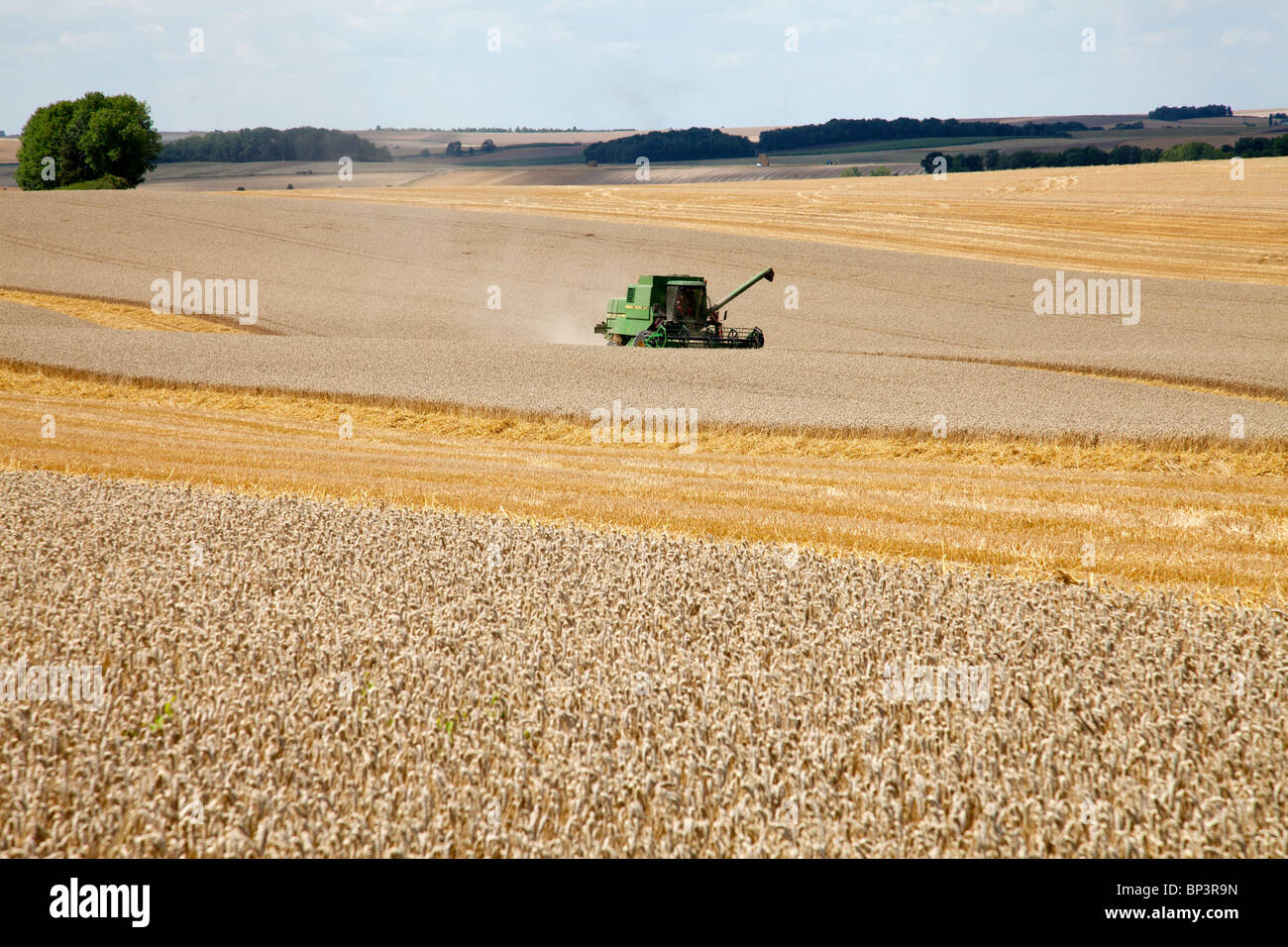 La raccolta di frumento Foto Stock