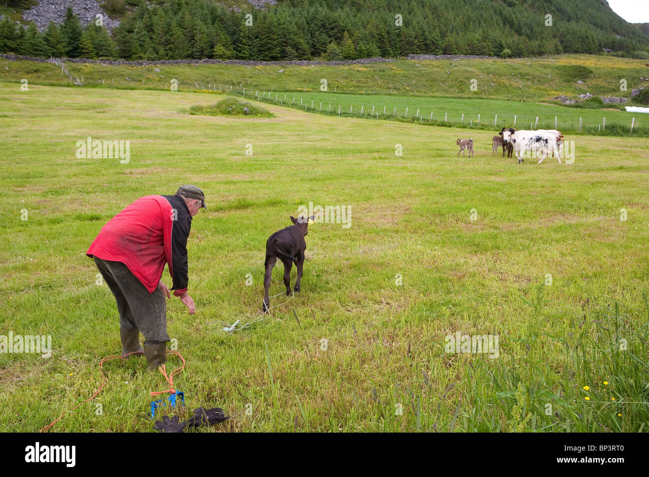 A dieci giorni di età di vitello è stato rilasciato per la prima volta nel verde dei campi erbosi sull'isola Runde sulla costa occidentale della Norvegia. Foto Stock
